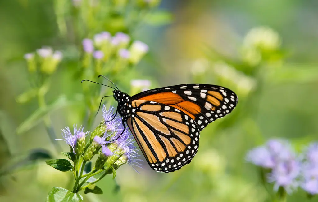 A monarch butterfly feeds on Gregg's Blue Mistflower