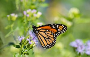 Monarch butterfly on Greggs Mistflowers