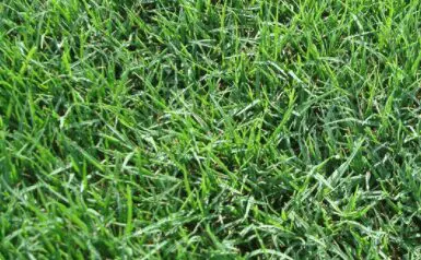 The Benefits of Sod or Turf 
