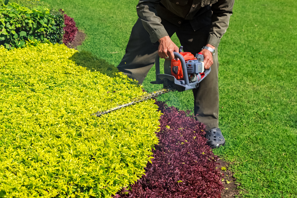 man trimming shrub with hedge trimmer