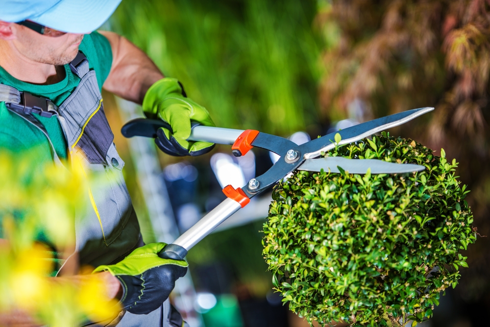 Plano Tree and Yard Work Services
