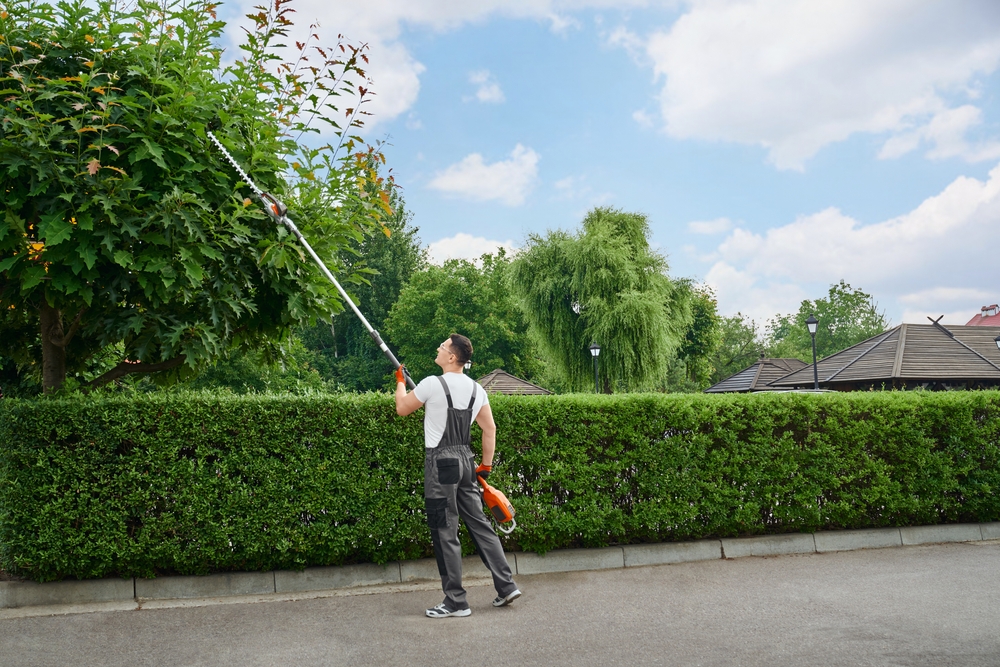 Tree and Yard Work Services in Allen, TX