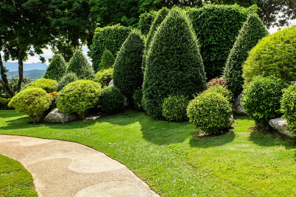 Tree and Yard Work Services in Plano, Texas