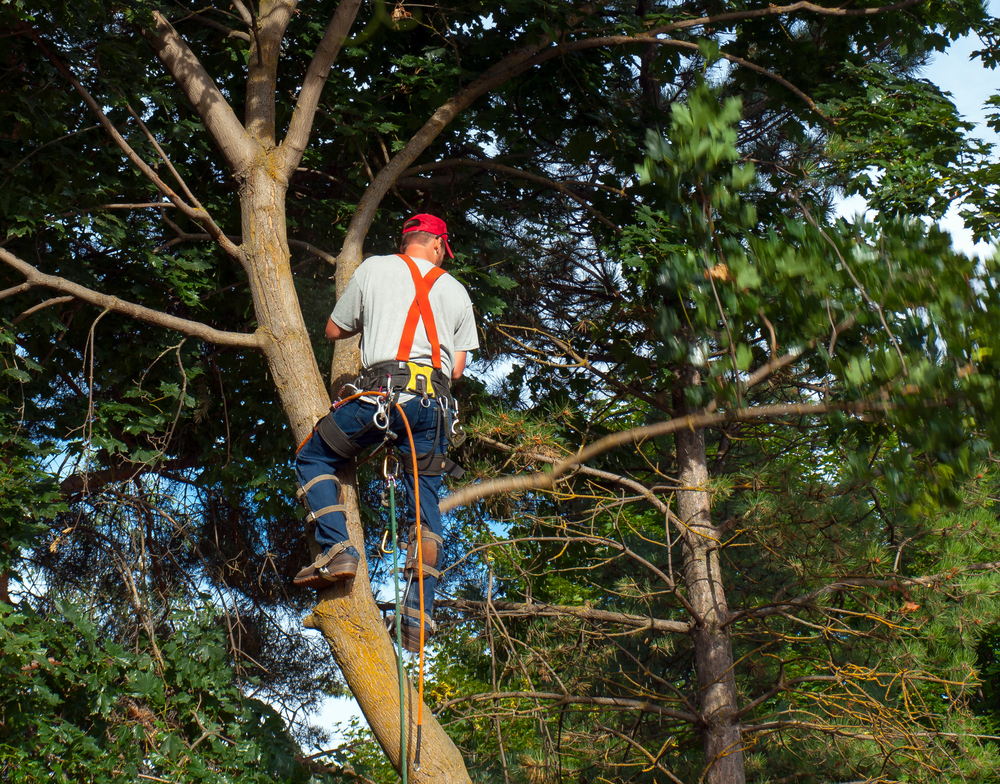 arborist cutting down maple tree