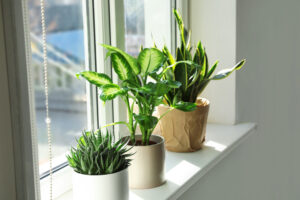 house plants on windowsill in sunlight