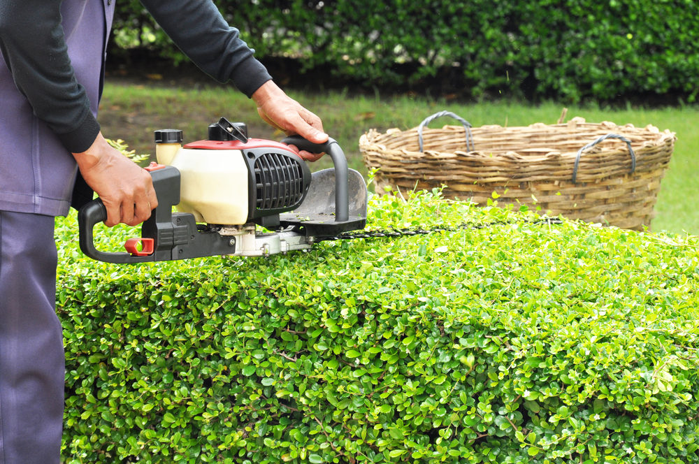 man trimming hedge with a trimmer machine
