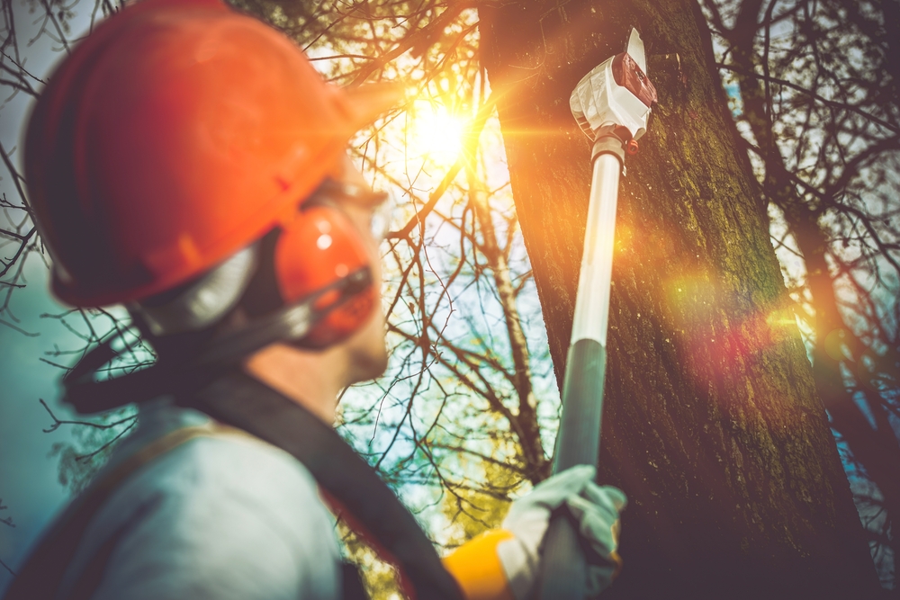 Tree and Yard Work Services in Frisco inTX