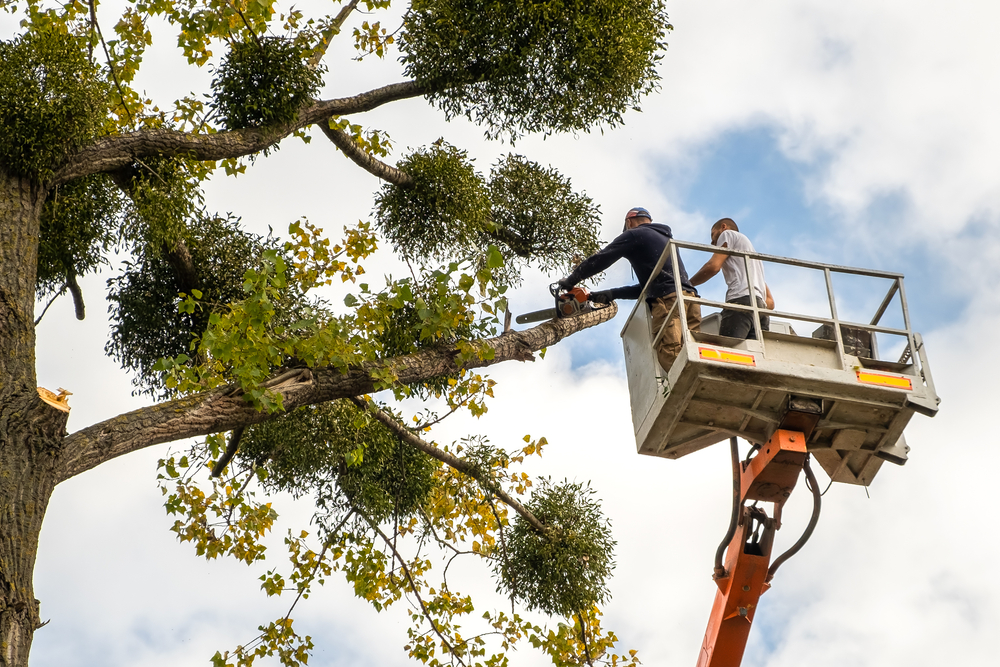 Tree and Yard Work Services in Frisco, TX