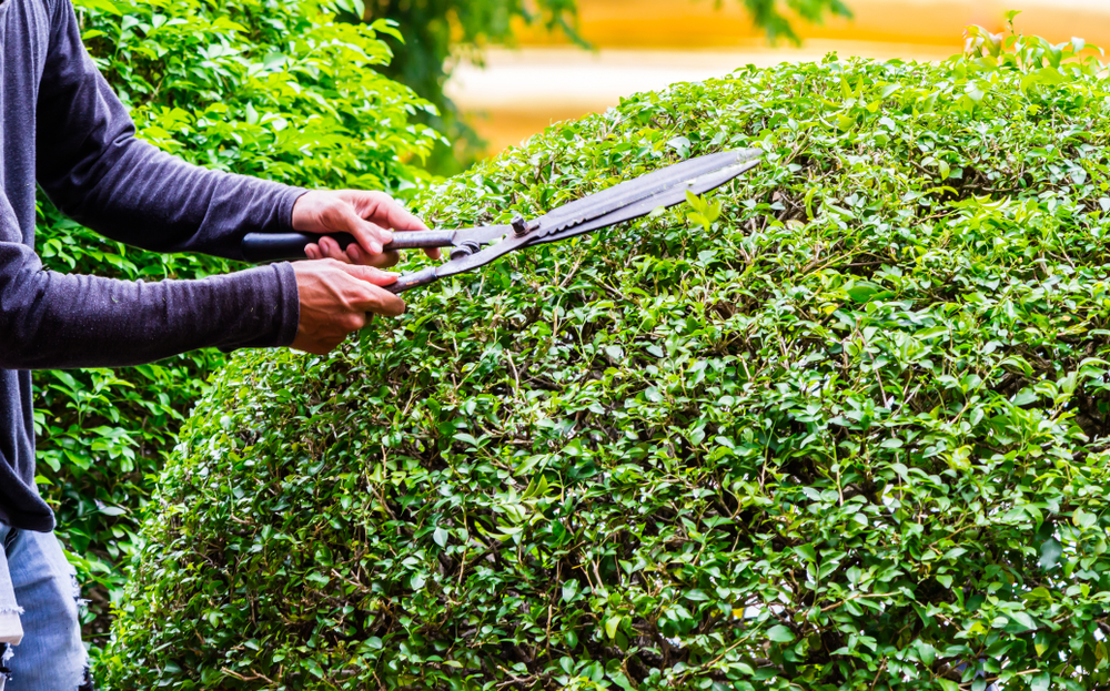 Hedge and Tree Trimming Services in Frisco, TX