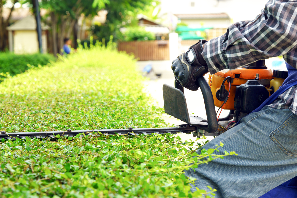 Hedge and Tree Trimming Services in Frisco
