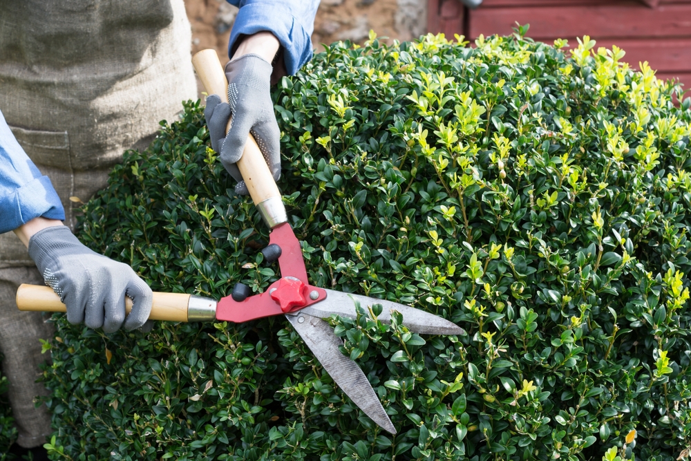 Hedge and Tree Trimming Services in McKinney