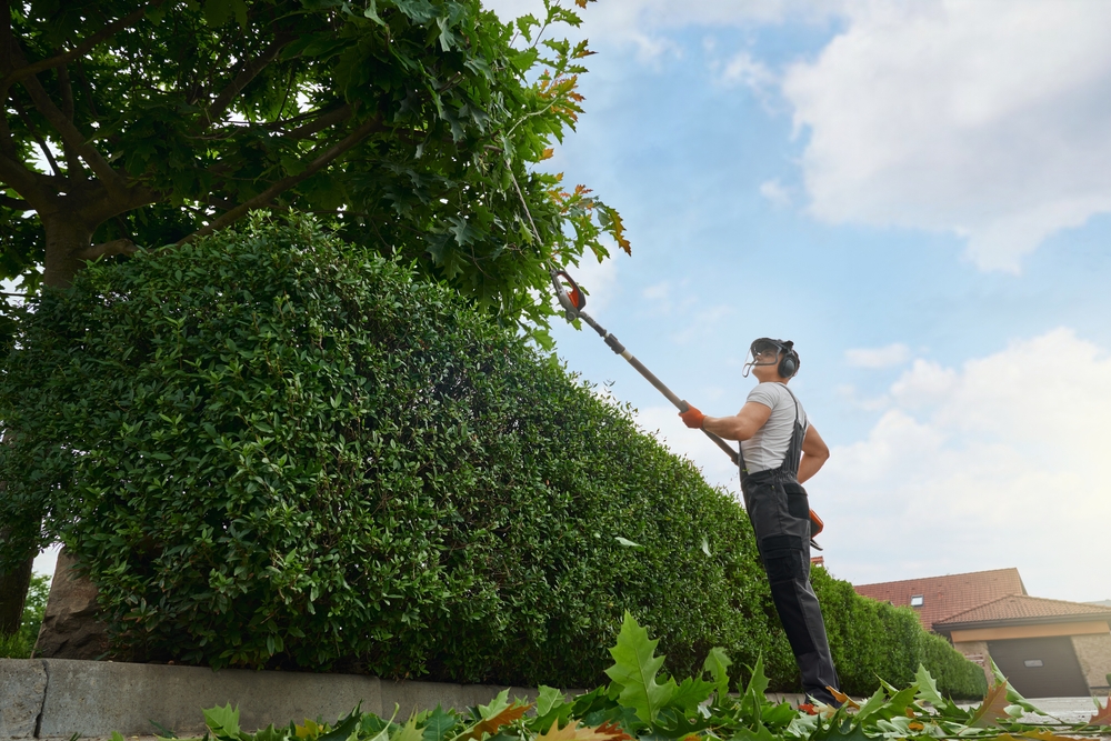 Hedge and Tree Trimming Services in Plano