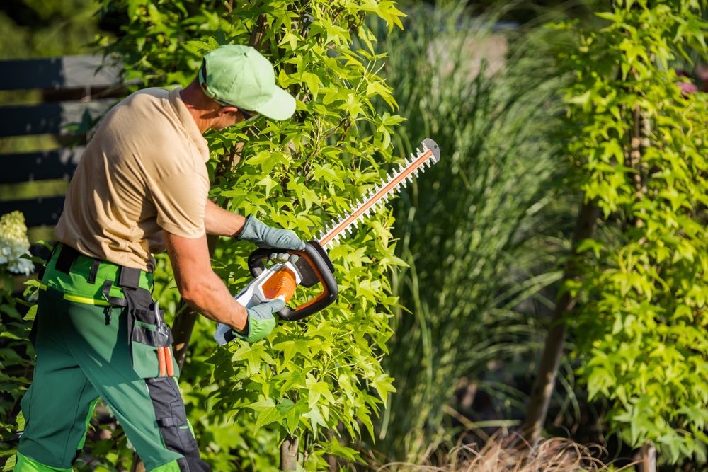 Hedge and Tree Trimming Services in Plano, TX