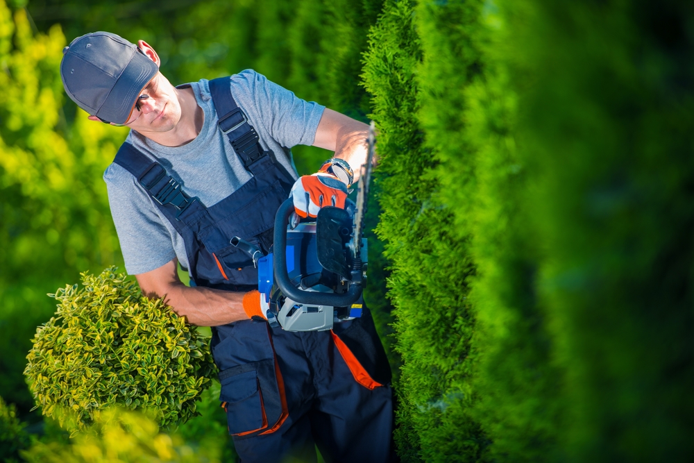 Hedge and Tree Trimming Services in McKinney, TX