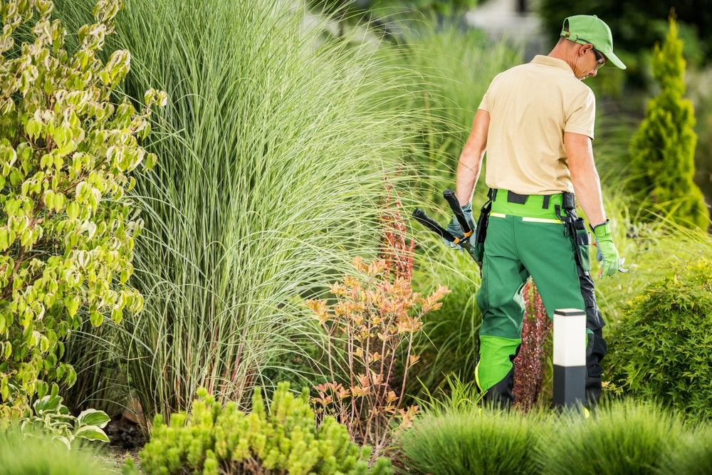hrub and Tree Transplanting Services in Dallas, TX