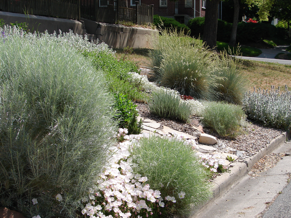 Shrub and Tree Transplanting Services in Frisco, TX