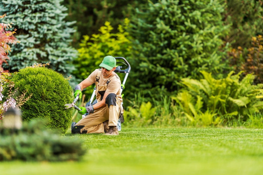 Shrub and Tree Transplanting Services in Plano, TX