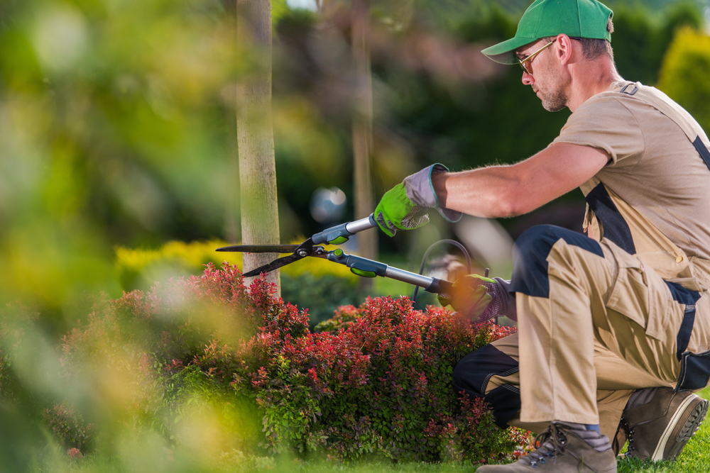 Shrub and Tree Transplanting Services in Dallas