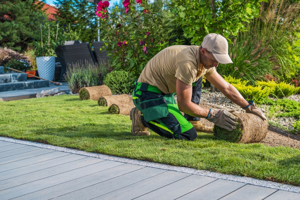 Professional caucasian landscaper installing new grass turfs in the backyard garden