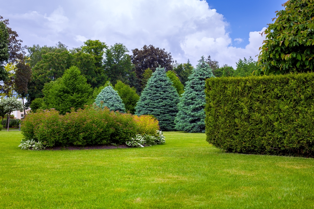 Shrub and Tree Transplanting Services in McKinney, Texas