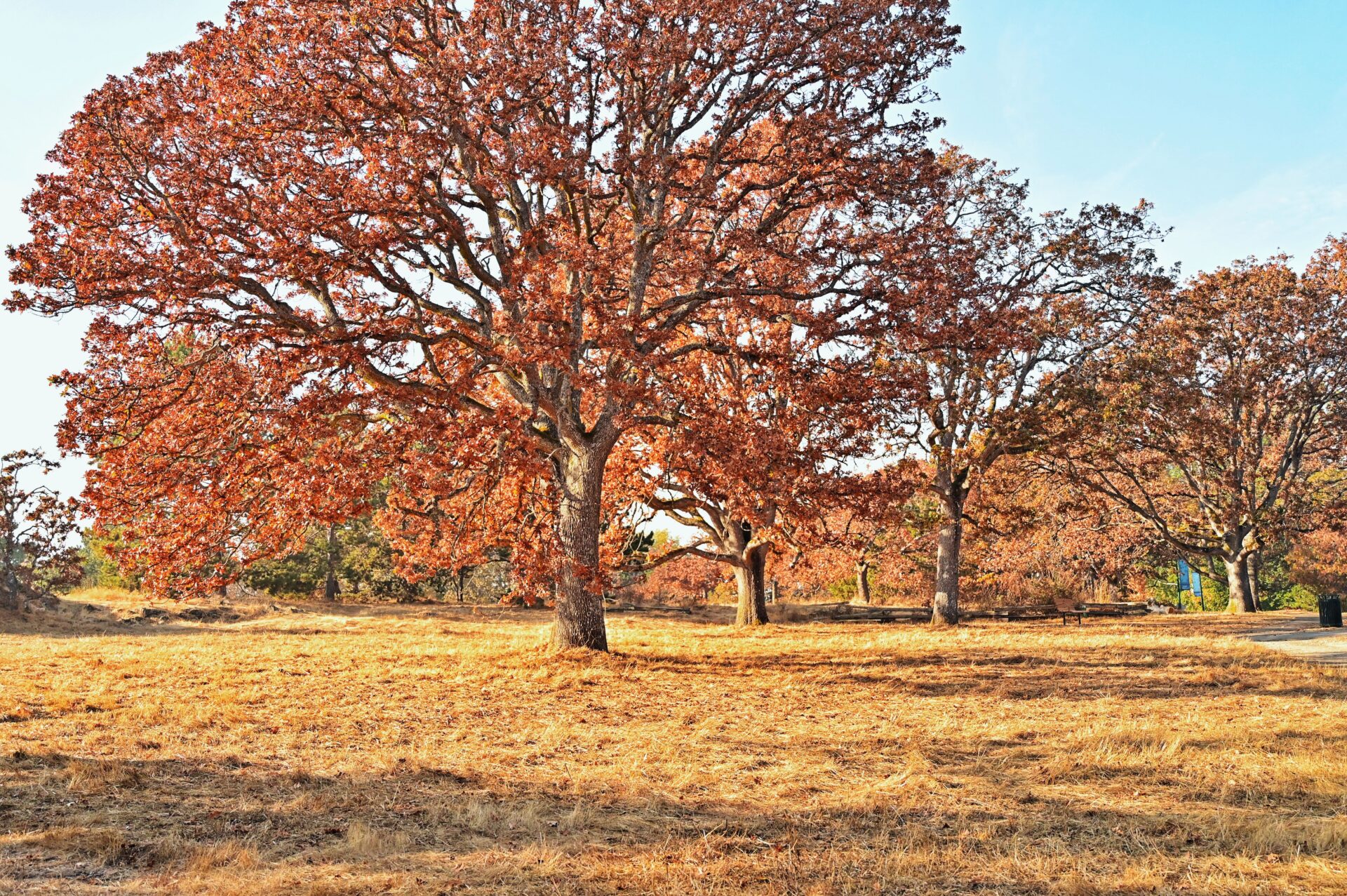Repeater Image