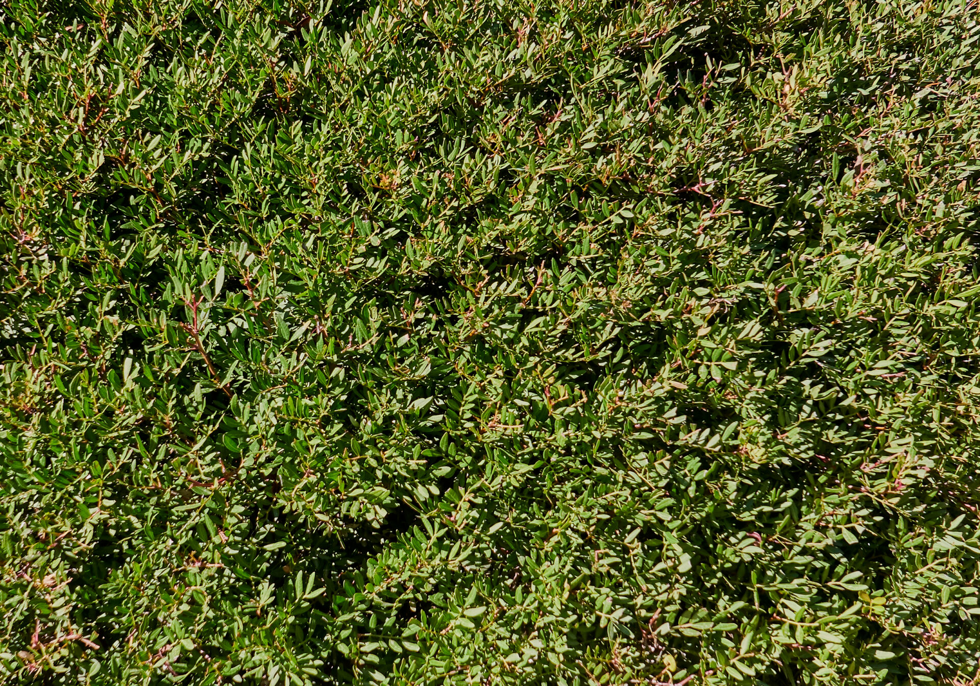 Repeater Image